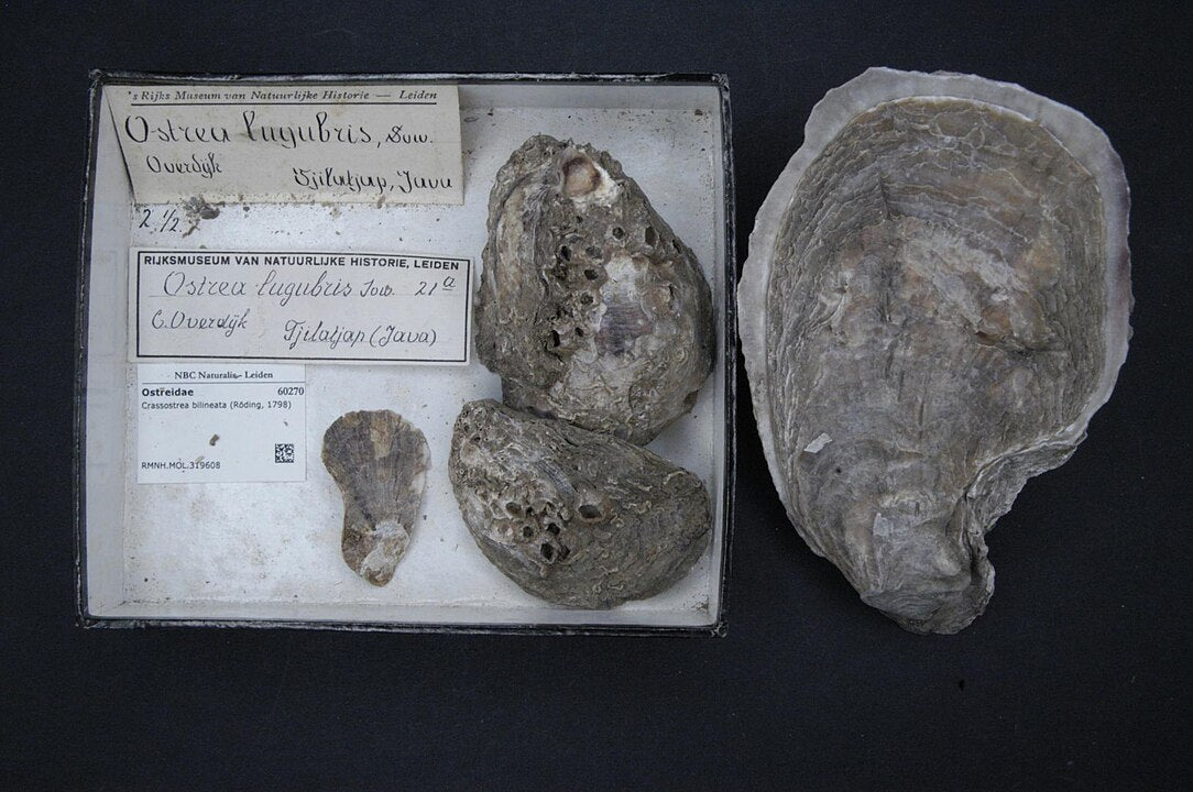 Slipper Oyster (Crassostrea iredalei): A Comprehensive Guide to Its Habitat and Ecology