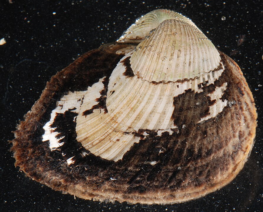 Ponderous Ark (Noetia ponderosa): An In-Depth Look at Its Habitat and