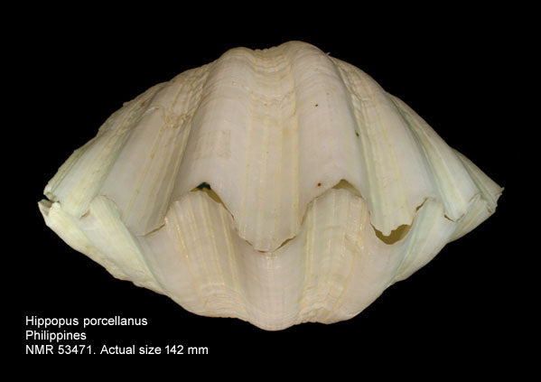 China Clam (Hippopus porcellanus): A Comprehensive Overview of Its Biology and Economic Importance