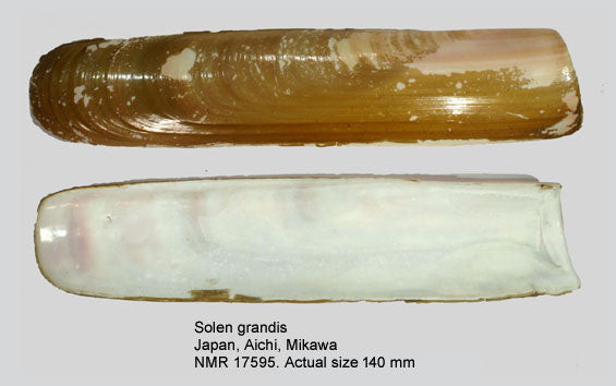 Japanese Razor Clam (Solen grandis): A Comprehensive Guide to Its Habitat and Culinary Uses