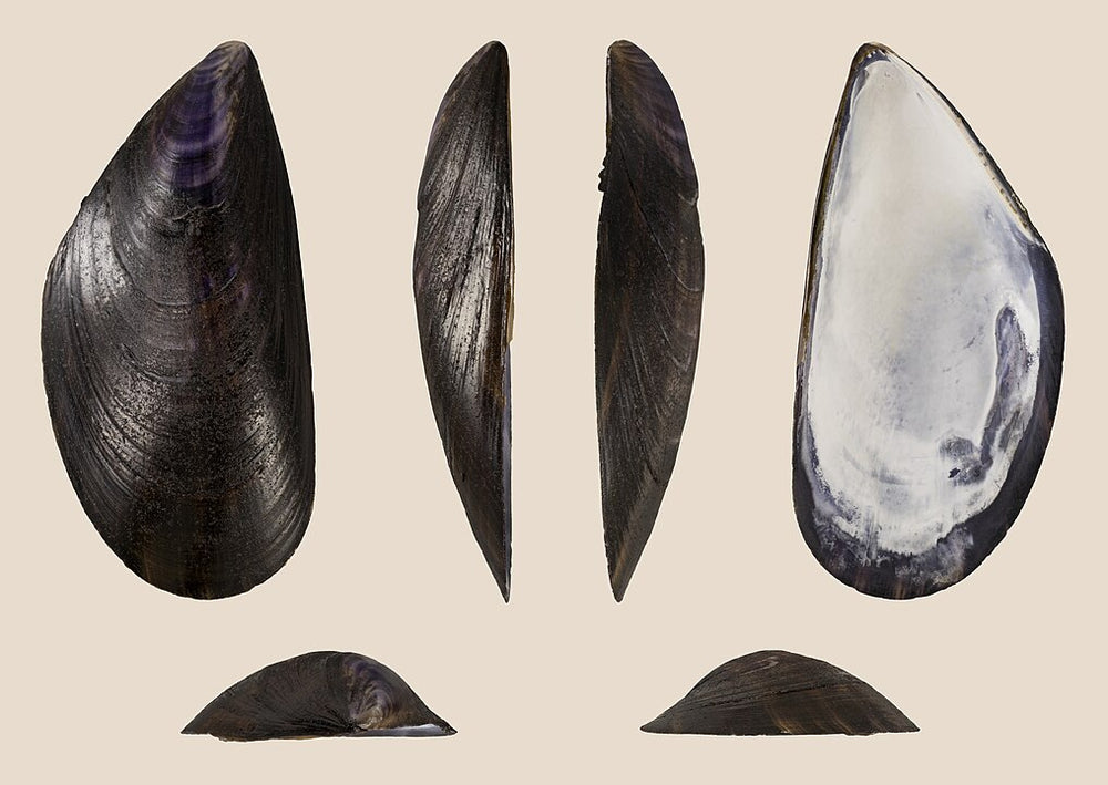 Blue Mussel (Mytilus edulis): A Comprehensive Guide to Its Habitat and