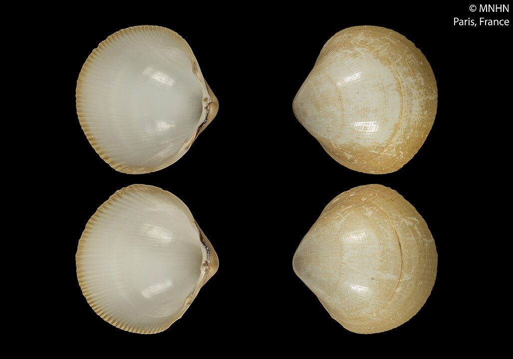 Cockrell Fish Types of Seashells: A Guide for Collectors and Beachcombers – tagged ...