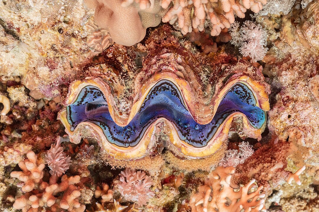 Maxima Clam (Tridacna maxima): A Comprehensive Guide to Its Habitat and Care