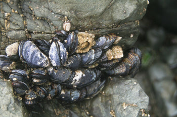 California Mussel (Mytilus californianus): Key Traits and Ecological I ...
