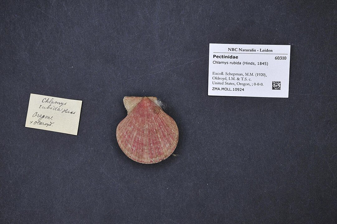 Pink Scallop (Chlamys rubida): A Comprehensive Guide to Its Habitat an