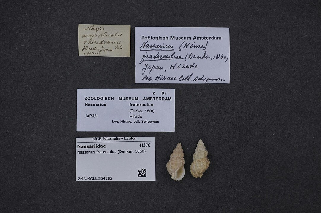 Frilled Dog Whelk (Nassarius fraterculus): Insights into Its Habitat and Behavior