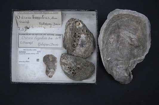 Slipper Oyster (Crassostrea iredalei): A Comprehensive Guide to Its Habitat and Ecology
