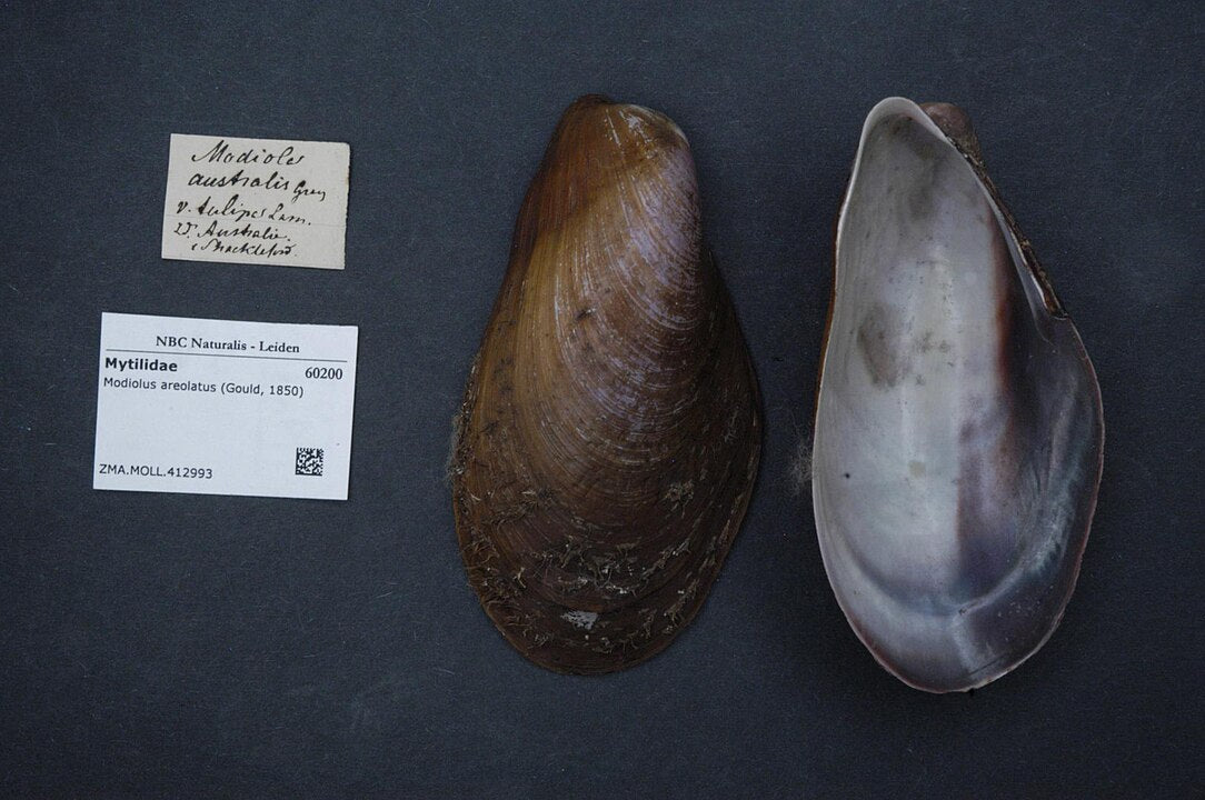 Southern Horse Mussel (Modiolus areolatus): Ecological Importance and Habitat Preferences