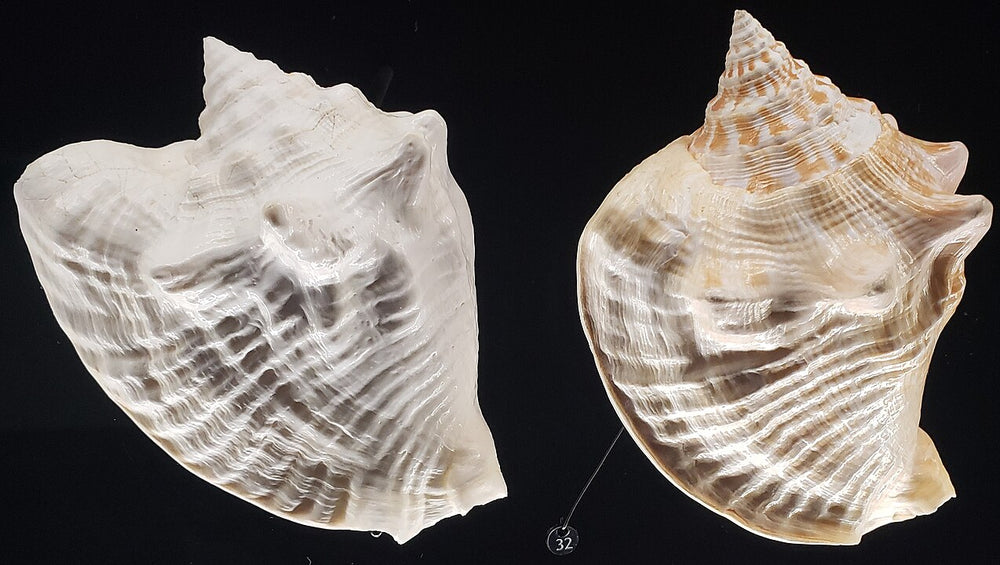 Types of Seashells: A Guide for Collectors and Beachcombers – tagged ...