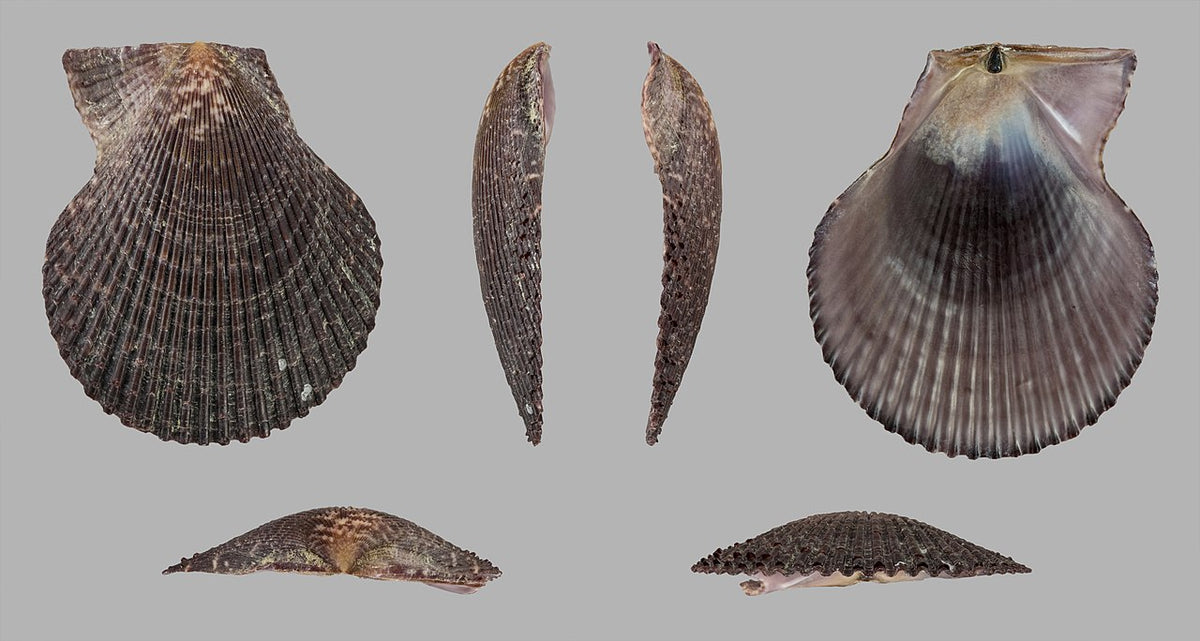 Variegated Scallop (Chlamys varia): A Comprehensive Guide to Its Habit