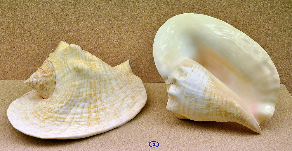 Types of Seashells: A Guide for Collectors and Beachcombers – tagged ...