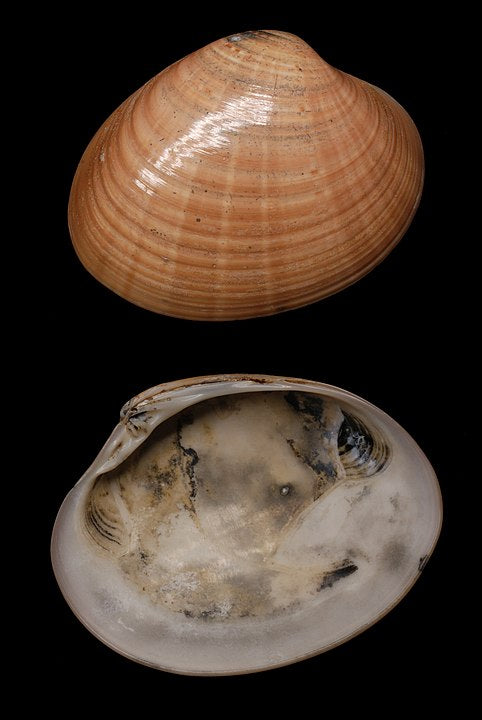 Brown Venus (Callista chione): A Comprehensive Guide to its Habitat and Importance