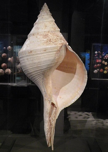 Giant Whelk (Syrinx aruanus): The World’s Largest Marine Snail – FinGlass
