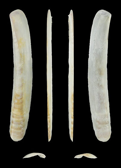 Atlantic Jackknife Clam (Ensis leei): A Comprehensive Guide to Its Hab