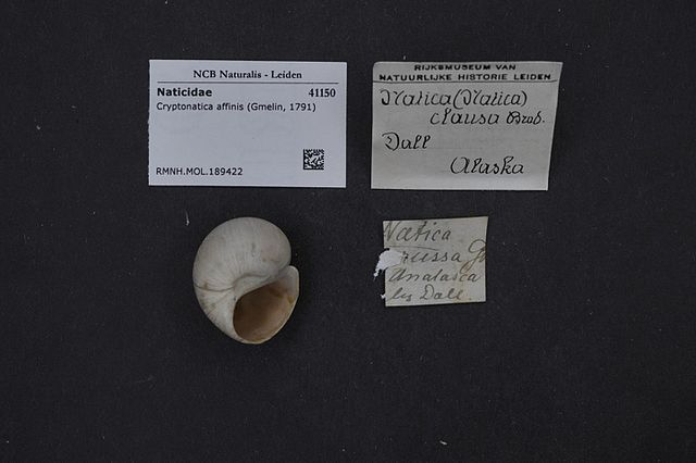 Arctic Moon Snail (Cryptonatica affinis): A Deep Dive into Its Habitat and Behavior