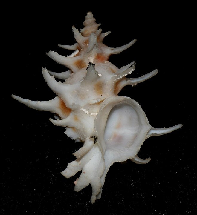 Spiny Murex (Murex spinosus): A Deep Dive into Its Habitat and Charact