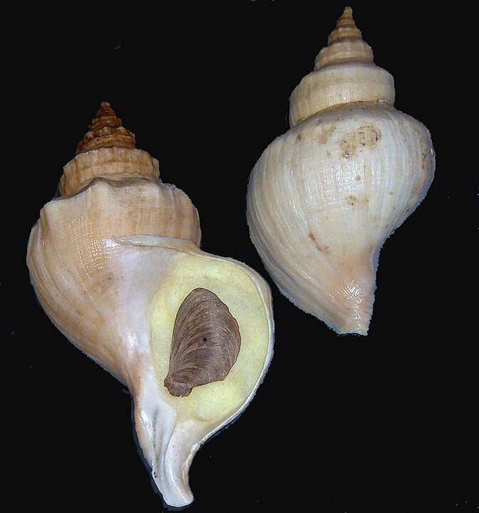 Neptunea Northern Whelk (Neptunea despecta): A Comprehensive Overview of Its Ec ...