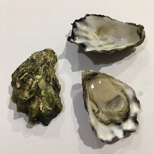 Sydney Rock Oyster (Saccostrea glomerata): A Guide to Its Habitat, Harvesting, and Culinary Uses