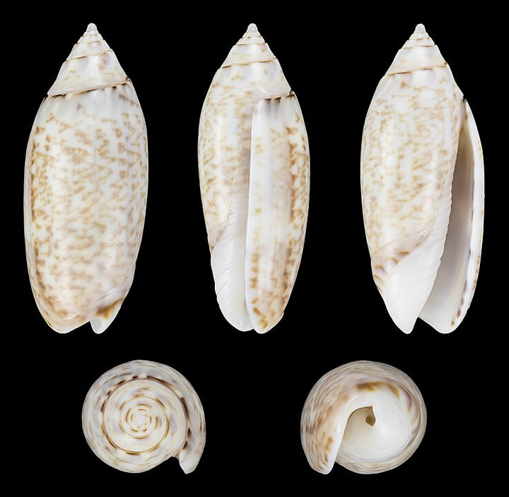 Types of Seashells: A Guide for Collectors and Beachcombers – tagged ...