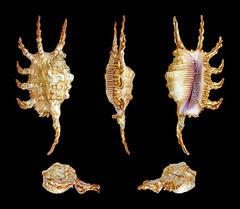 Scorpion Conch (Lambis scorpius): A Comprehensive Guide to Its Habitat ...