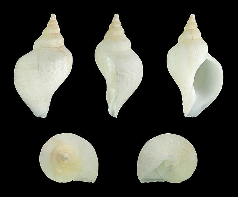 Neptunea Red Whelk (Neptunea antiqua): Habitat, Characteristics, and Culinary U
