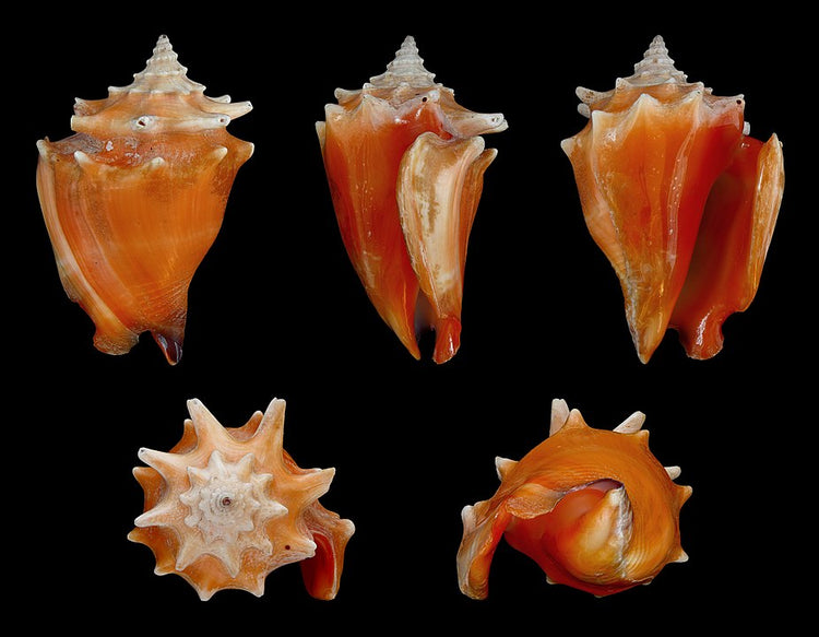 Fighting Conch (Strombus pugilis): An Insight into Its Habitat and Beh ...