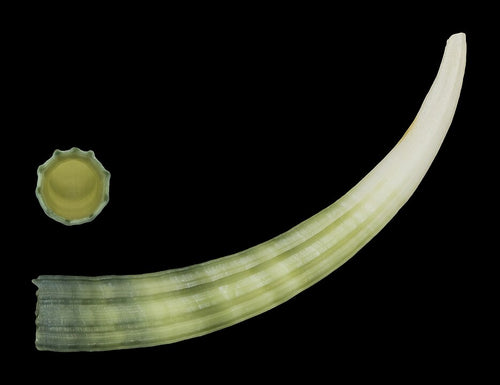 Large Tusk Shell (Dentalium elephantinum): A Comprehensive Overview of