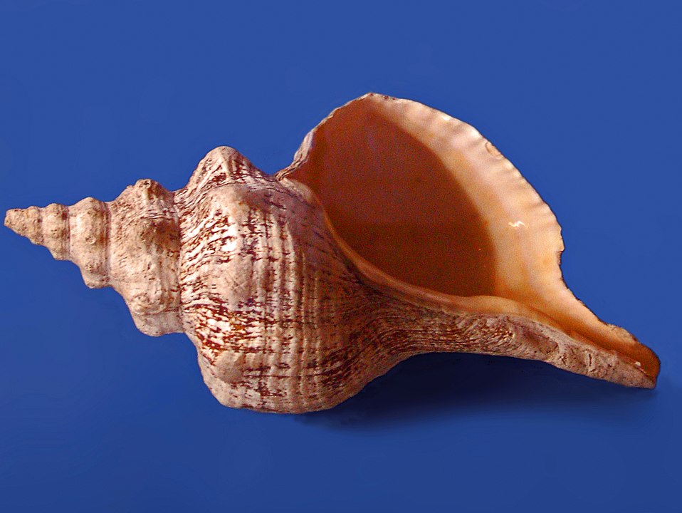 Types of Seashells: A Guide for Collectors and Beachcombers – tagged ...