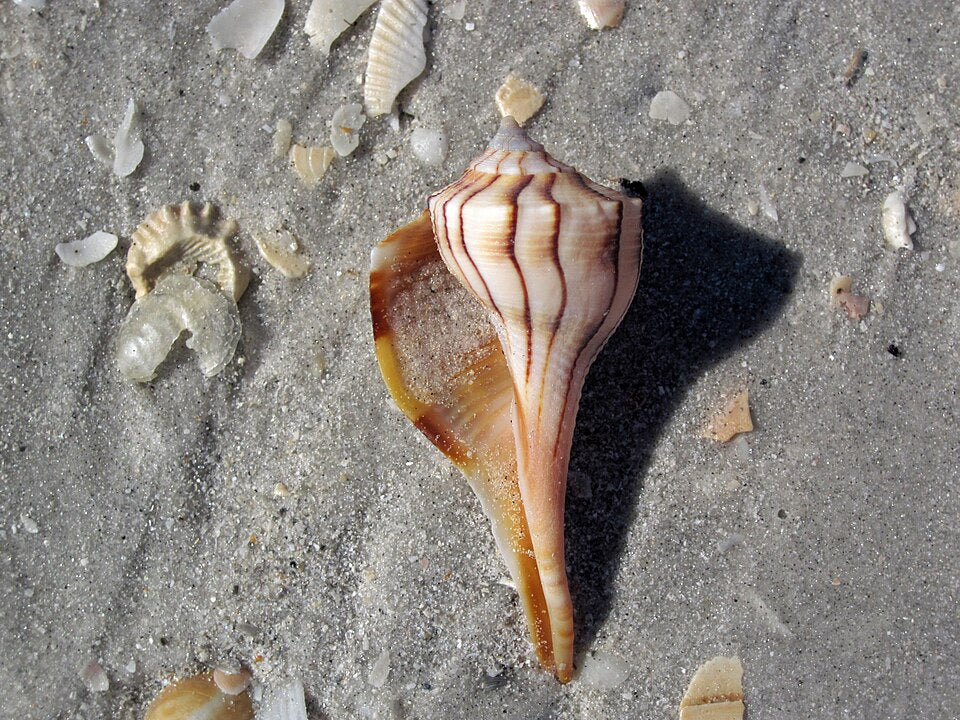 Lightning Whelk (Busycon sinistrum): Understanding Its Habitat and Behavior