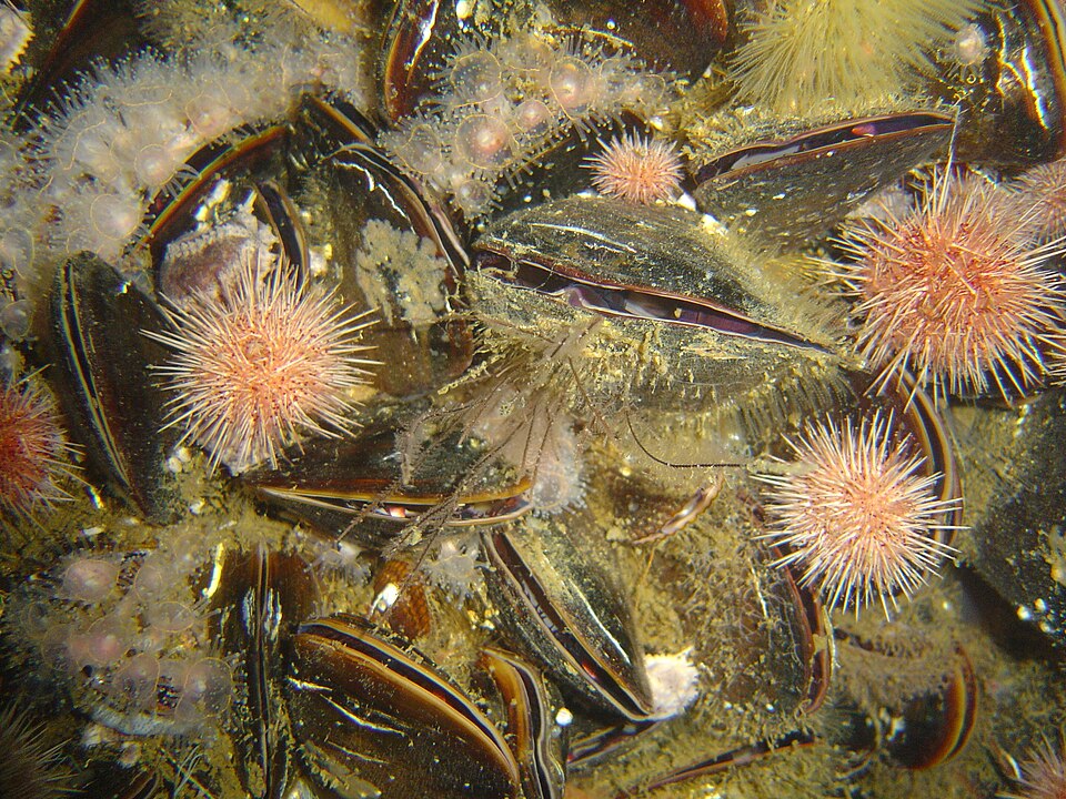 Black Mussel (Choromytilus meridionalis): A Comprehensive Overview of its Habitat and Ecology
