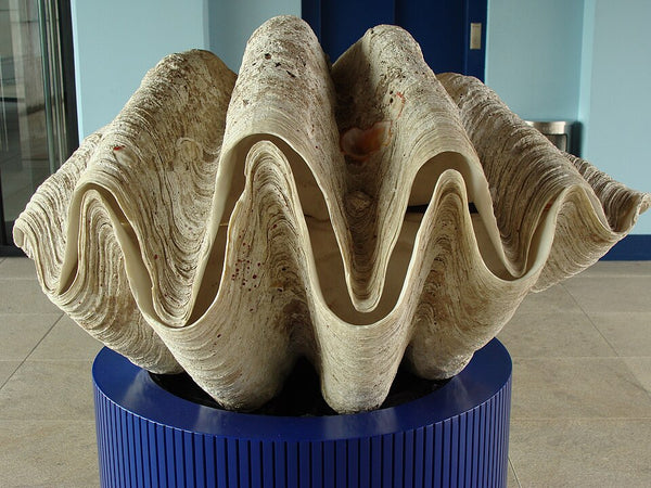 Giant Clam (Tridacna gigas): The Ocean's Largest Bivalve and Its Ecosy