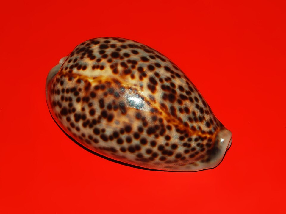 Panther Shell Panther Cowrie (Lyncina pantherina): A Detailed Overview of its Habita ...
