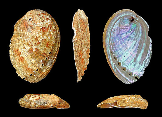 Bali Abalone (Haliotis diversicolor): Insights into its Habitat and Sustainability
