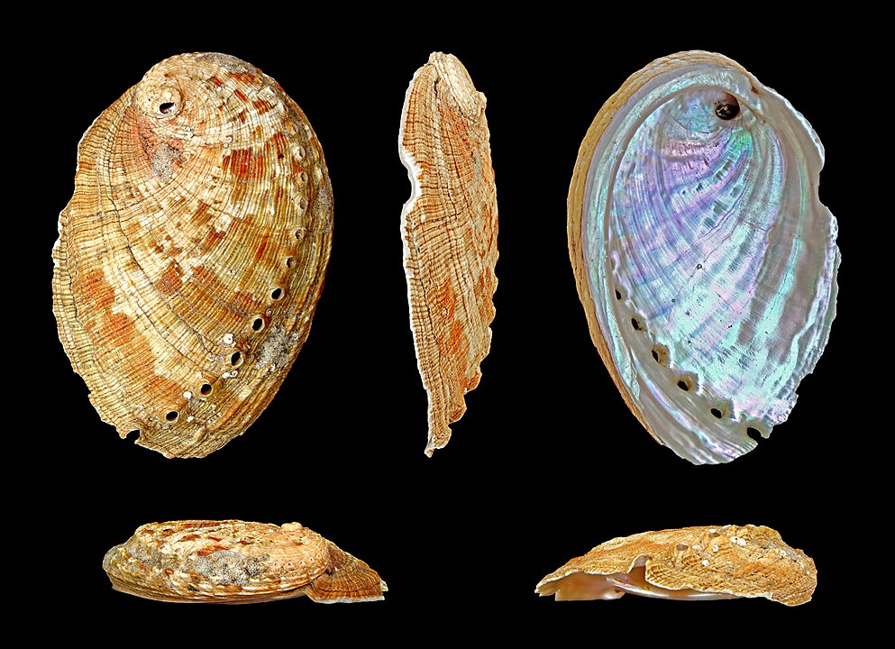 Bali Abalone (Haliotis diversicolor): Insights into its Habitat and Sustainability