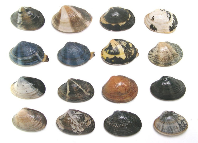 Manila Clam (Ruditapes philippinarum): A Comprehensive Guide to Cultiv ...