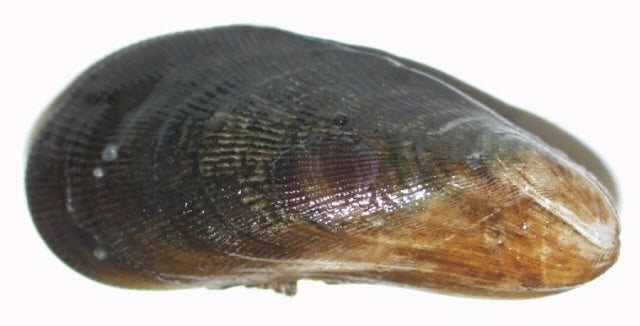 Ribbed Mussel (Geukensia demissa): An Overview of Its Ecology and Impo ...