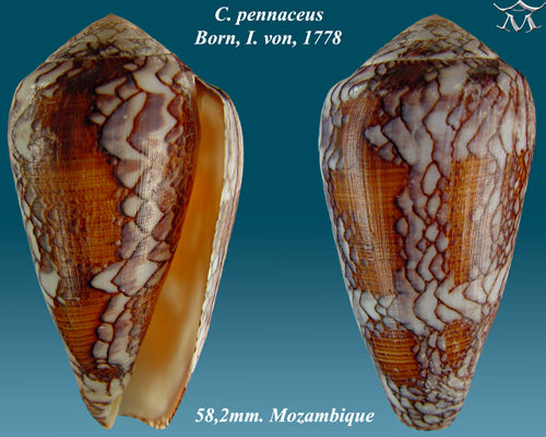 Feathered Cone (Conus pennaceus): An In-Depth Look at Its Habitat and Characteristics