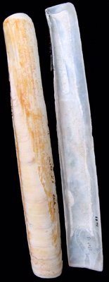 Pod Razor (Ensis siliqua): Understanding Its Habitat and Ecological Im ...