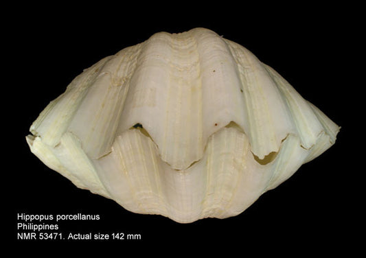 China Clam (Hippopus porcellanus): A Comprehensive Overview of Its Biology and Economic Importance
