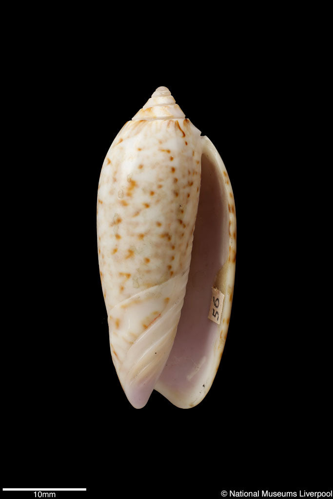 Types of Seashells: A Guide for Collectors and Beachcombers – tagged ...