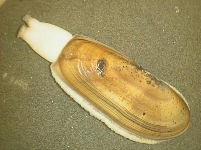 Atlantic Jackknife Clam (Ensis leei): A Comprehensive Guide to Its Hab