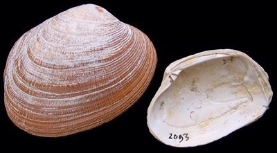 Carpet Shell (Ruditapes decussatus): A Comprehensive Overview of Its H ...