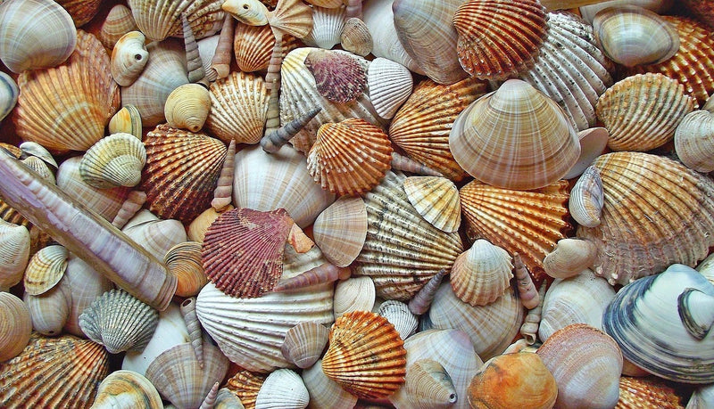 Different Seashell Types How to Identify Different Types of Seashells: A Comprehensive Guide fo